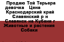 Продаю Той-Терьера девочка › Цена ­ 5 000 - Краснодарский край, Славянский р-н, Славянск-на-Кубани г. Животные и растения » Собаки   